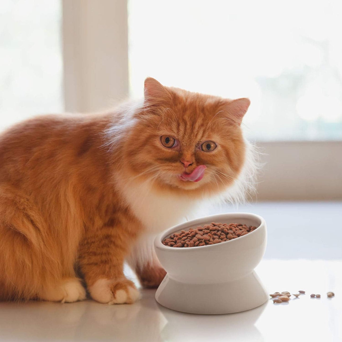 elevated cat food bowl, raised food and water bowl for cat and small dog, tilted ceramic water bowls no spill,15oz, dishwasher safe