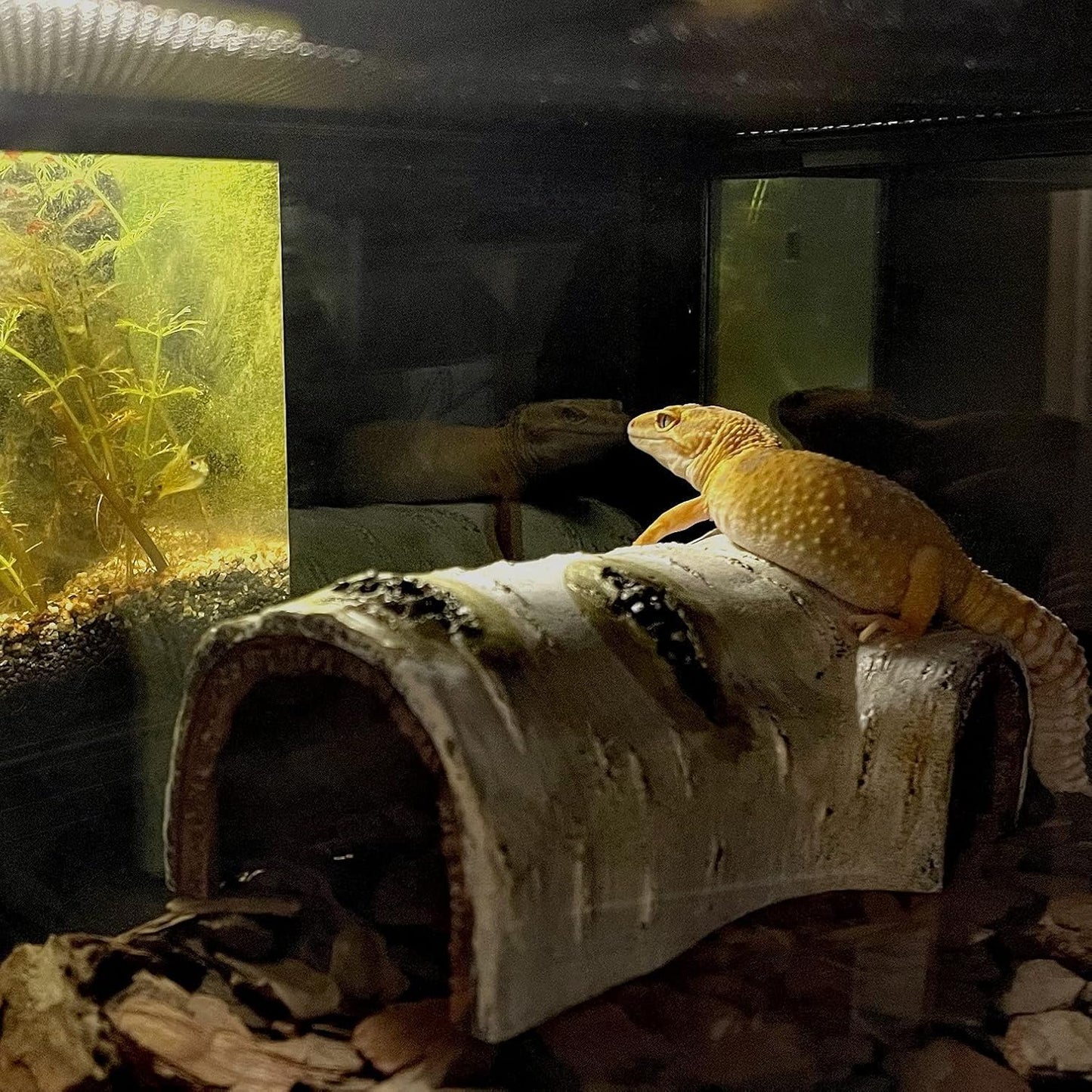 reptile hides and caves birch tree bark trunk habitats decor aquarium decoration wood for lizard geckos snake spiders frogs turtle (small)